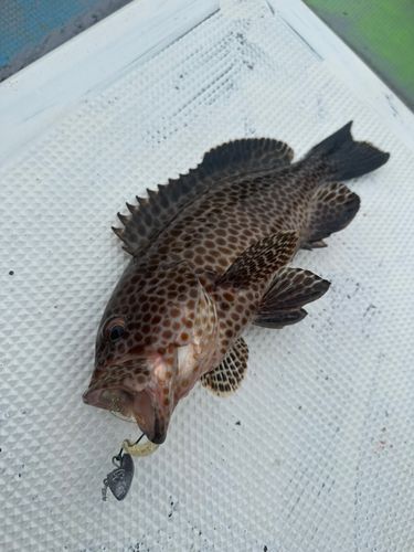オオモンハタの釣果
