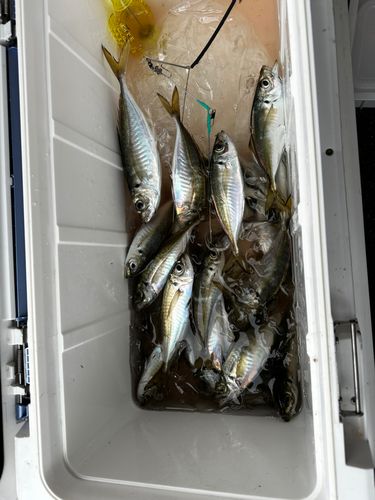 マアジの釣果