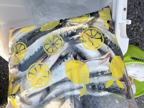 イワシの釣果