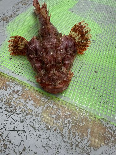 オニカサゴの釣果