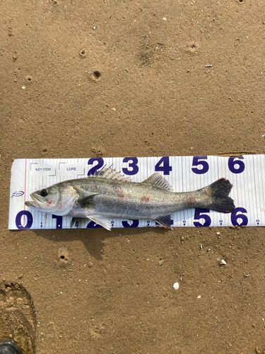 シーバスの釣果