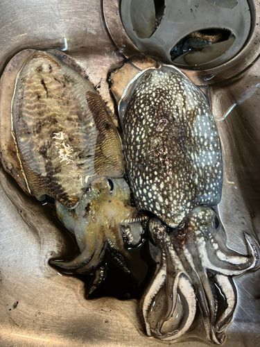 シリヤケイカの釣果