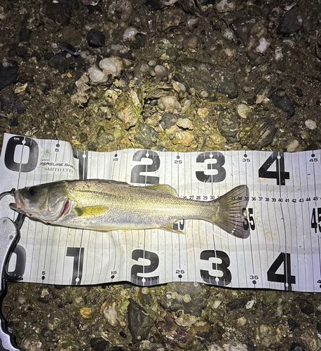 シーバスの釣果