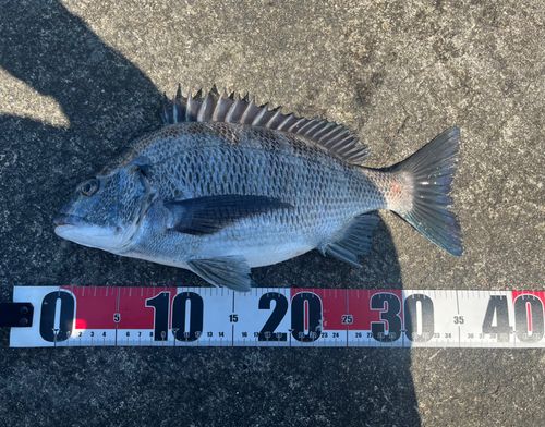 クロダイの釣果