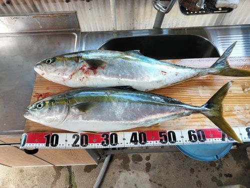 ブリの釣果