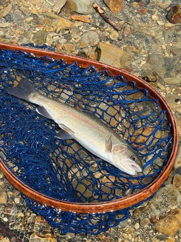 ホウライマスの釣果