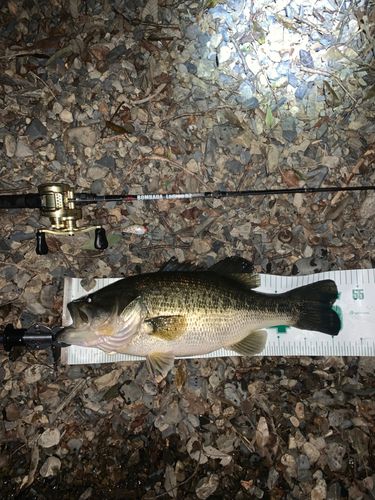 ブラックバスの釣果