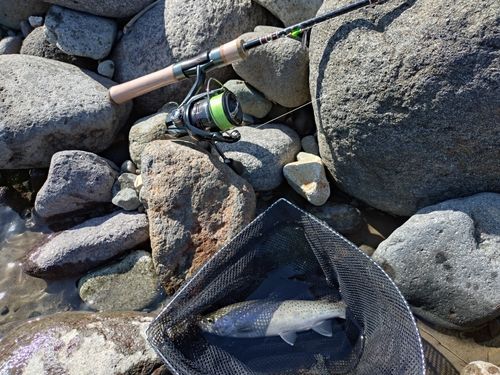 ニジマスの釣果