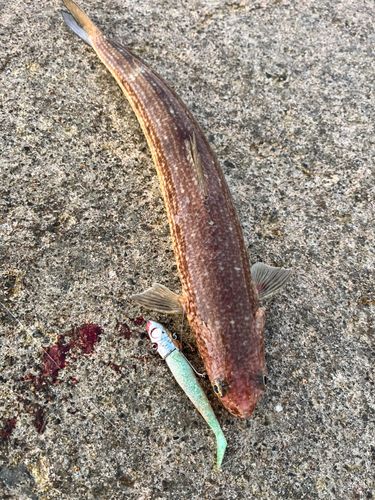 エソの釣果