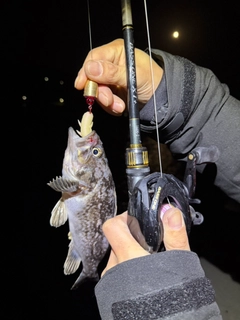 マゾイの釣果