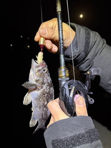 マゾイの釣果