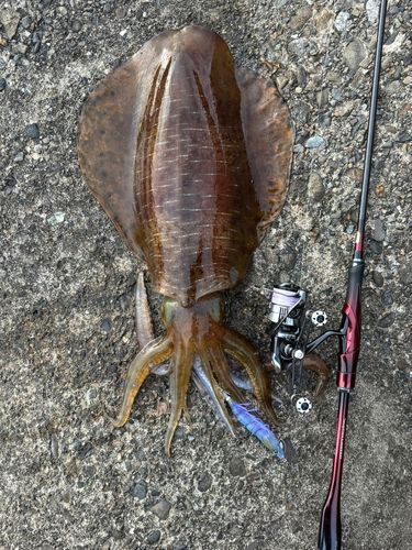 アオリイカの釣果