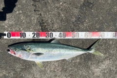 ワラサの釣果