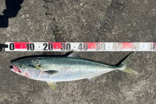 ワラサの釣果