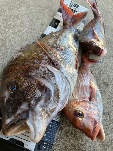 マダイの釣果