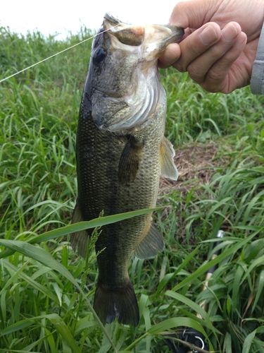 ラージマウスバスの釣果