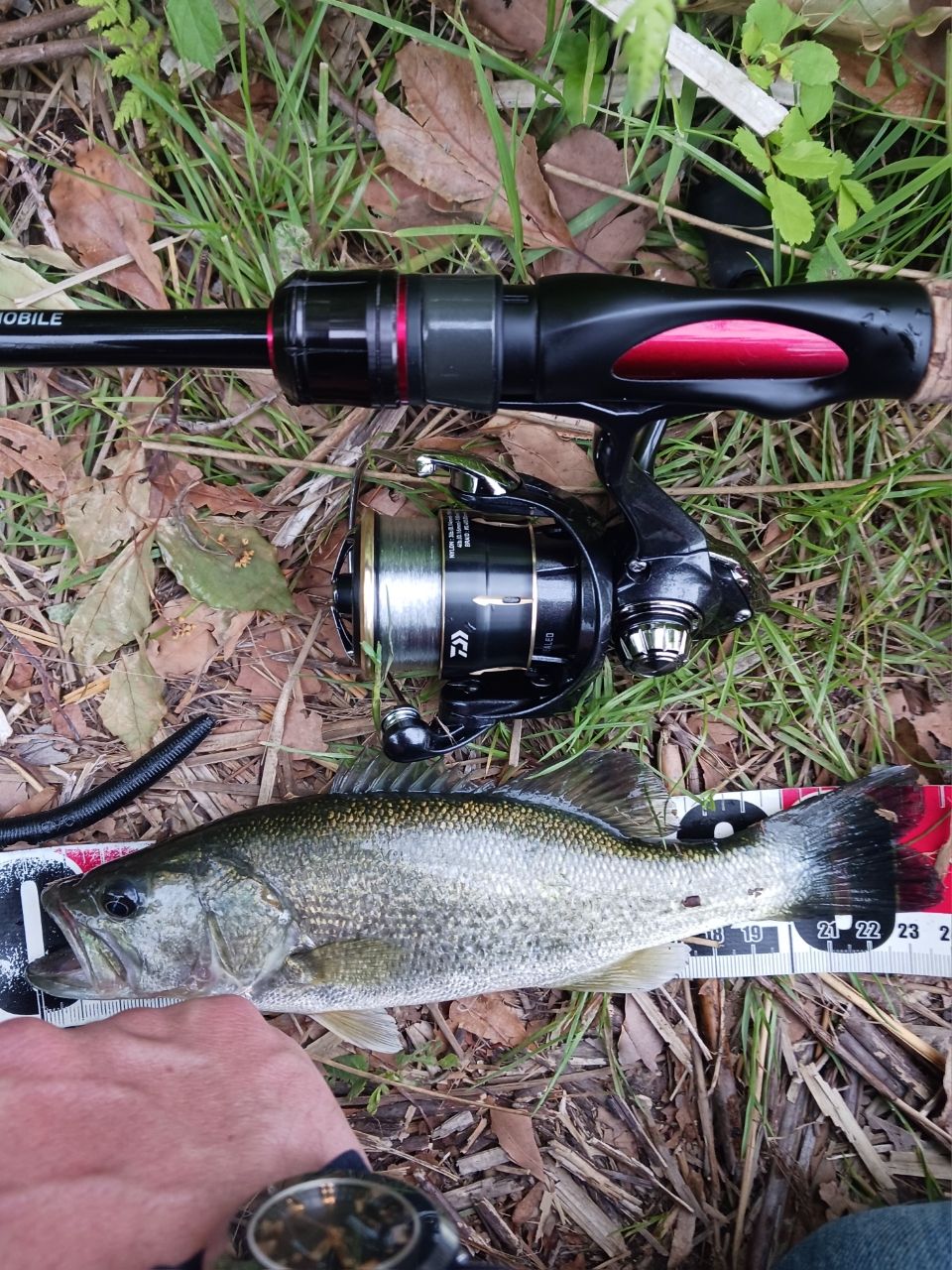 DAIWA 20ブレイゾン モバイル 666TLSの最安値・インプレ・釣果 | 本音