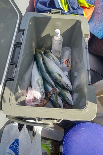 フクラギの釣果