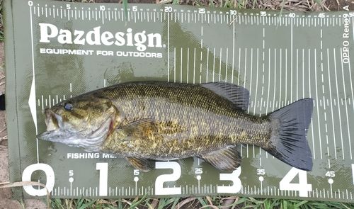 スモールマウスバスの釣果