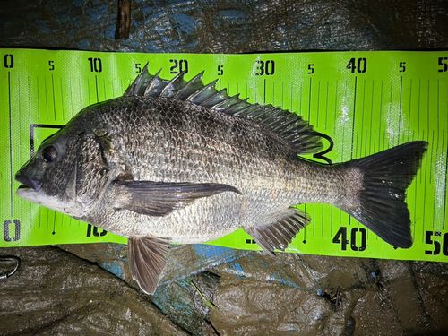 クロダイの釣果
