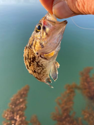 クロソイの釣果
