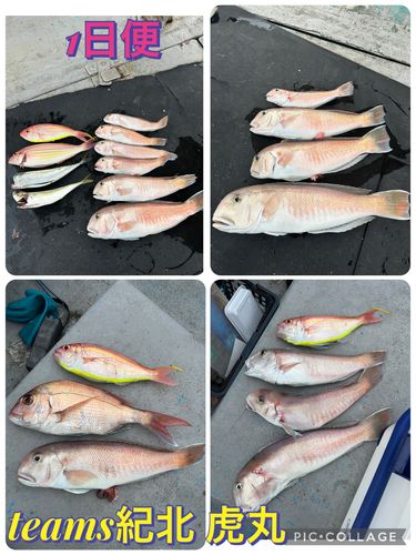 シロアマダイの釣果
