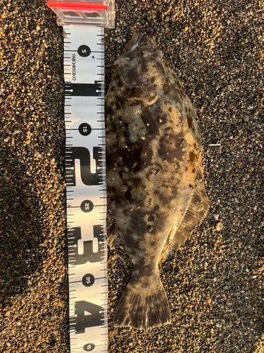 ヒラメの釣果
