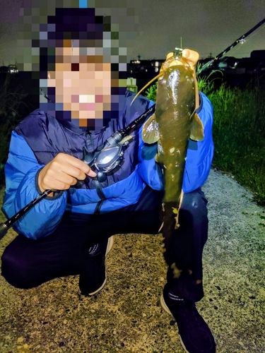 ナマズの釣果