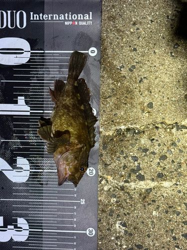 カサゴの釣果