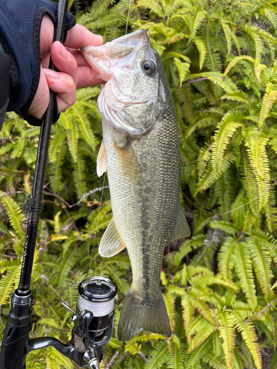SHIMANO 18ポイズン アドレナ 266L-2の最安値・インプレ・釣果 | 本音
