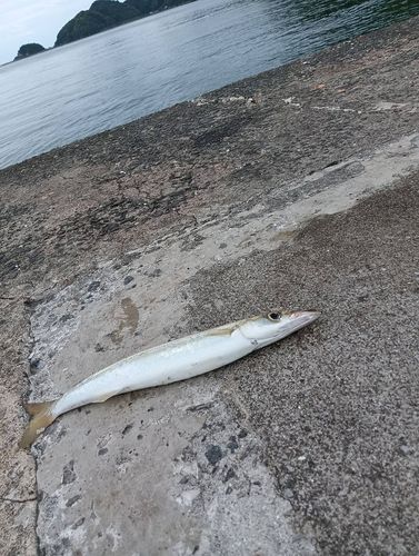カマスの釣果