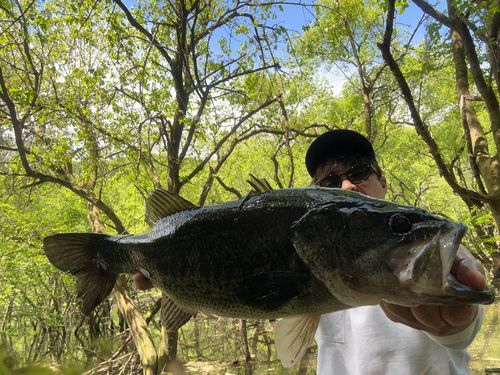 ブラックバスの釣果