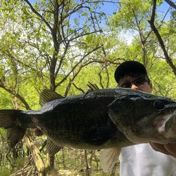 ブラックバスの釣果写真