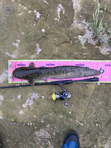 ナマズの釣果