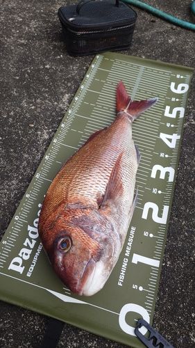 マダイの釣果