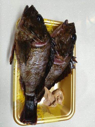 カサゴの釣果
