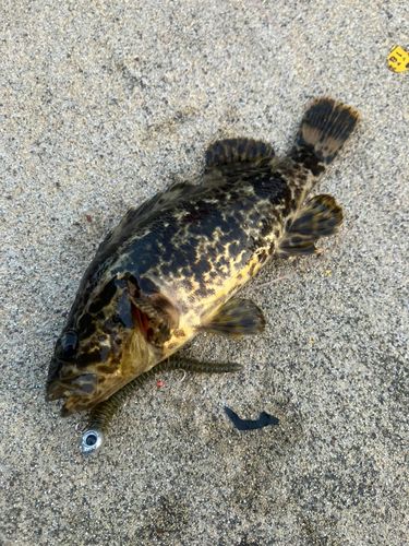 タケノコメバルの釣果