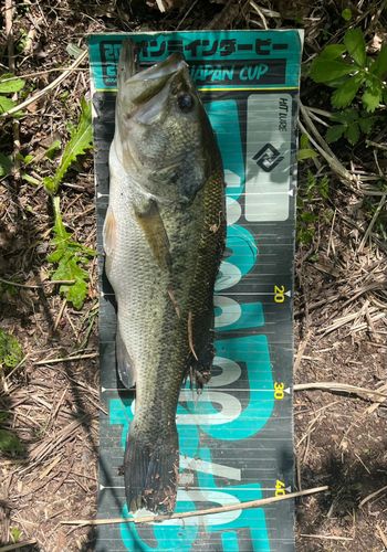 ラージマウスバスの釣果