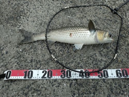 ボラの釣果