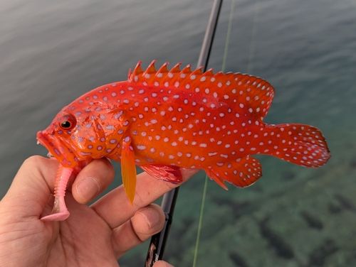 ユカタハタの釣果