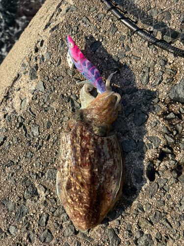 コウイカの釣果