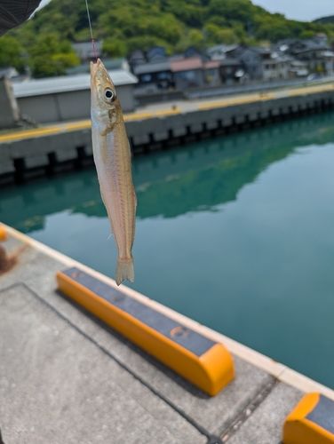 キスの釣果