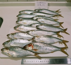 コノシロの釣果