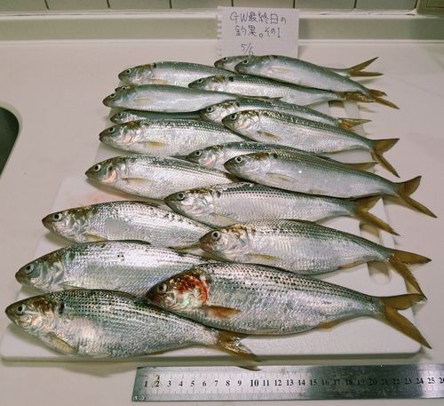 コノシロの釣果