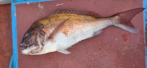 タイの釣果