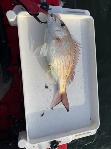 タイの釣果
