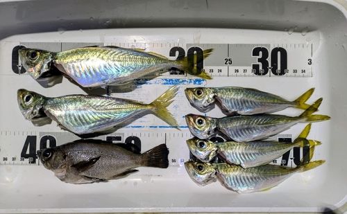 アジの釣果