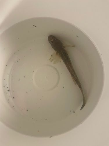ハゼの釣果