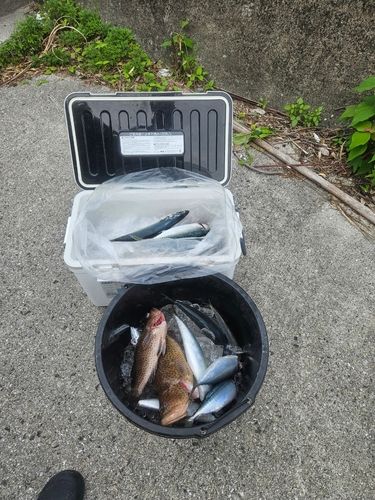 サバの釣果