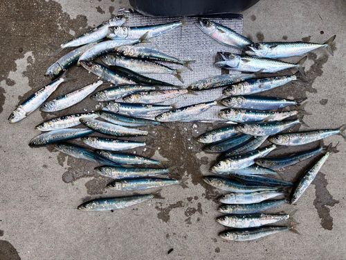 マイワシの釣果